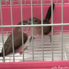 عصافير زيبرا للبيع