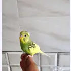روز وبادجي أليفين