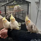 ببغا فروخ لاتينيوم مشالله نظيفه او حلووه ابوهم يتكلم