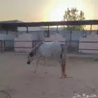 إيواء خيل