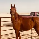 للبيع حصان عربي