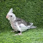 فرخ كروان هولندي (( تم البيع ))