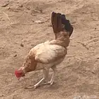دجاج بلدي بياض