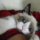 قطه لتبني حي الريان