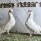 زوج حمام كوري مستوى قوي