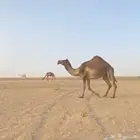 للبيع الناقه الرباع الحايل