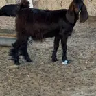 جفار