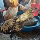 ديكه للبيع