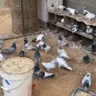 حمام باكستاني