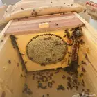 عسل قرض طبيعي 100