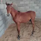 مهر اربع اشهر
