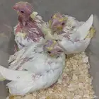 للبيع فروخ كروان لاتينو