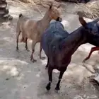 مشاريك 3.