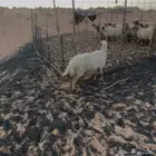 نعيميه