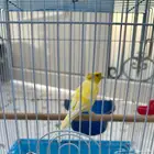 كناري كرست أصفر تغررريد