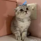 كيتن سكوتش فولد