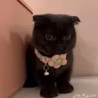 سكوتش فولد انثى بيور