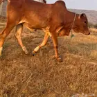 ثور للبيع