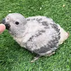 للبيع فرخ كلسكو