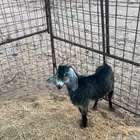 تيس فل شحم للبيع