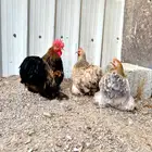 طقم كوشن فاخر