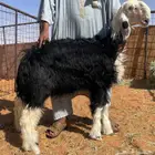نجدية رخل ((صنف))