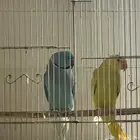 فرخ دره