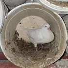 زغاليل فرنسي للبيع .. الذيبيه