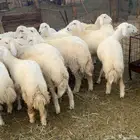 رخال حرية فاخره ( تم البيع )