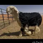 جذع نجدي صنف (مشروع فحل) (تم البيع)