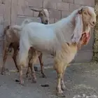 فحول معزا فواخر