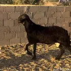 للبيع فحل مهجن مشروط الدوادمي