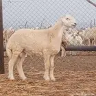 مشروع فحل ابرص تم البيع