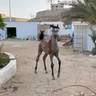 مهر عربي مميز