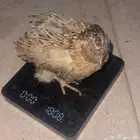 سمان فري تربيه وذيح