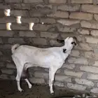 عنز بيشية صنف للبيع