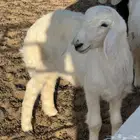 طليين نظاف