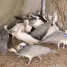 فروخ طاؤوس أو طاؤوس للبيع