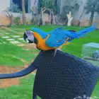 ببغاء مكاو للبيع