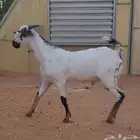 مشرع فحل بيشي امرخ فاخر