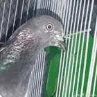 فيروز بوري