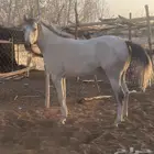 مهره شعبيه
