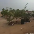 دجاج حضان