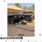 معزا 67 راس سبعه دفيع والباقي رغث عيالها 73