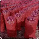 استيراد فواكة وخضروات من اليمن ومصر إلى السعودية