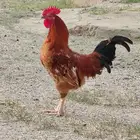 ديك بلدي