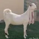 عنز حجازيه(هولنديه)خصم دافع