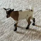 للبيع نوادر الماعز القزمي