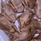 زغاليل زاجل فرانسي سلفر 25