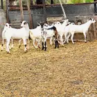 عرض رائع حفار بيشيات بفحلها